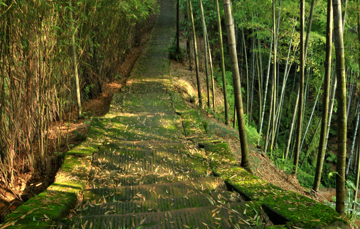 Beautiful luscious green bamboo grove and path.